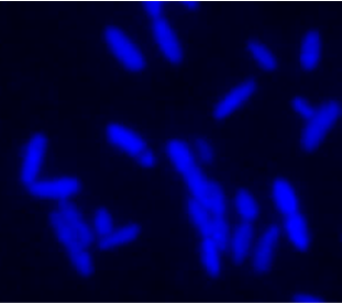 Picture_4.4.3_4.4.5. (2)_photo credit - UNISOFIA.png